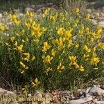 Cytisus fontanesii Habit