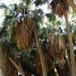 Livistona chinensis Folha