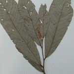 Couepia excelsa その他の提案