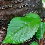 Prunus avium Leaf