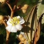 Miconia xalapensis Kvet