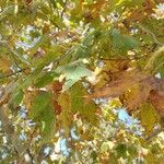 Platanus orientalis Листок