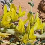 Astragalus akkensis عادت داشتن