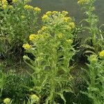 Tephroseris palustris Fula