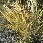 Achnatherum calamagrostis Flower