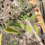 Celtis africana Leaf