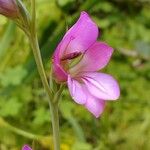 Gladiolus italicus Fleur