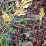 Enneapogon cenchroides Flower