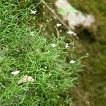 Moehringia muscosa Leaf