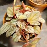 Peperomia albovittata Ліст