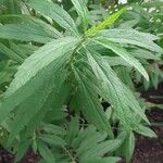 Leonotis leonurus Leaf