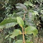 Bunchosia macrophylla List