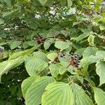 Cornus alternifolia Fruit