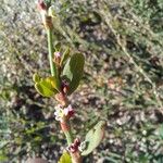 Polygonum aviculareÕis