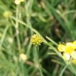 Ranunculus flammulaMeyve