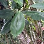 Ficus thonningii Blatt