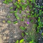 Ipomoea pes-caprae Natur