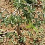 Adenium multiflorum Хабит