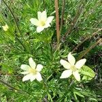 Anemone baldensis Likasa