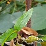 Dendrobium rhodostictum