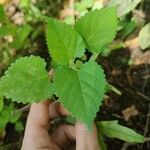 Fatoua villosa Leaf