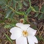 Rosa agrestis Цветок