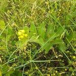 Asclepias viridis Buveinė