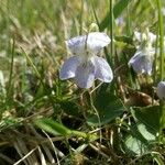Viola reichenbachiana Floare