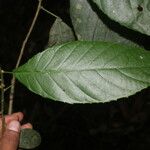 Cleidion castaneifolium Leaf