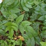 Rubus rosifolius Leaf