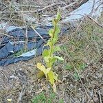 Verbascum phlomoidesLapas