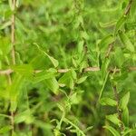 Symphyotrichum oblongifolium Leaf