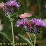 Serratula tinctoria Flors