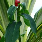 Costus woodsonii Hoja