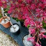 Loropetalum chinense Flower