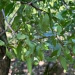 Loranthus europaeus Feuille