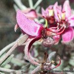 Krameria bicolor Flower
