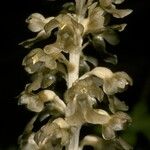 Neottia nidus-avis Floare