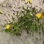 Sonchus bulbosus