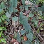 Hieracium glaucinum Leaf