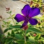 Tibouchina urvilleana Flor