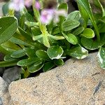 Valeriana apula Leaf