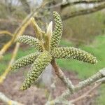 Pterocarya rhoifolia Blomst