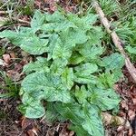 Arum maculatum Hábitos