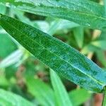 Lythrum salicaria Blatt