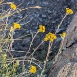 Artemisia glacialis Cvet