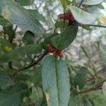 Shepherdia canadensis Ffrwyth