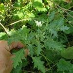 Solanum triflorum Blad