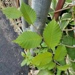 Ulmus thomasii Leaf
