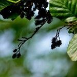 Alnus glutinosa Frucht